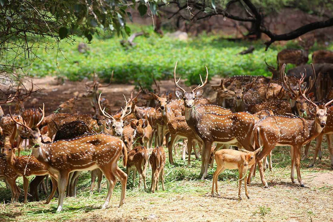 Sagareshwar Deer Sanctuary