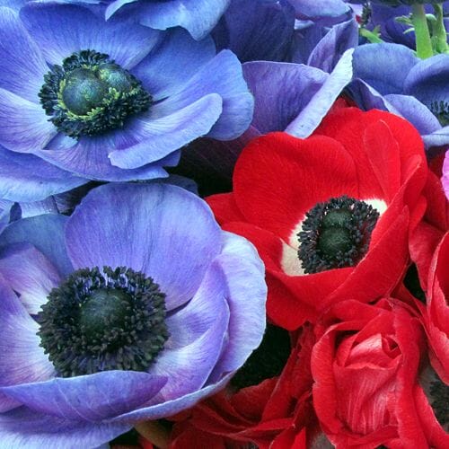 Anemone