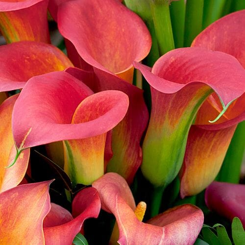 Calla Lilies