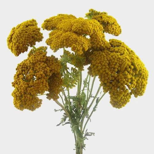 Bulk flowers online - Yarrow Flower