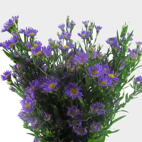 Monte Casino Aster Purple Flowers