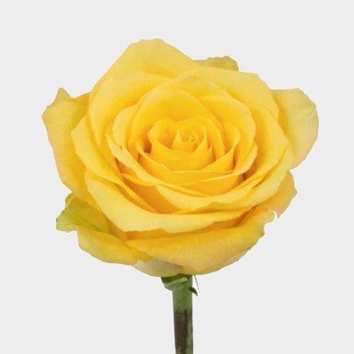 Wholesale flowers: Rose Bikini Yellow 50cm