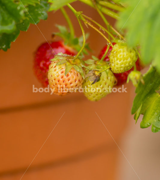 Stock Photo: Summer Strawberries in Planter - Body Liberation Photos