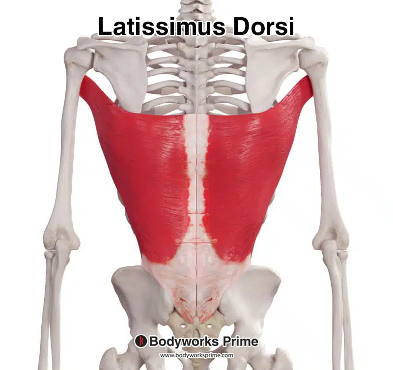 latissimus dorsi muscle from a posterior view