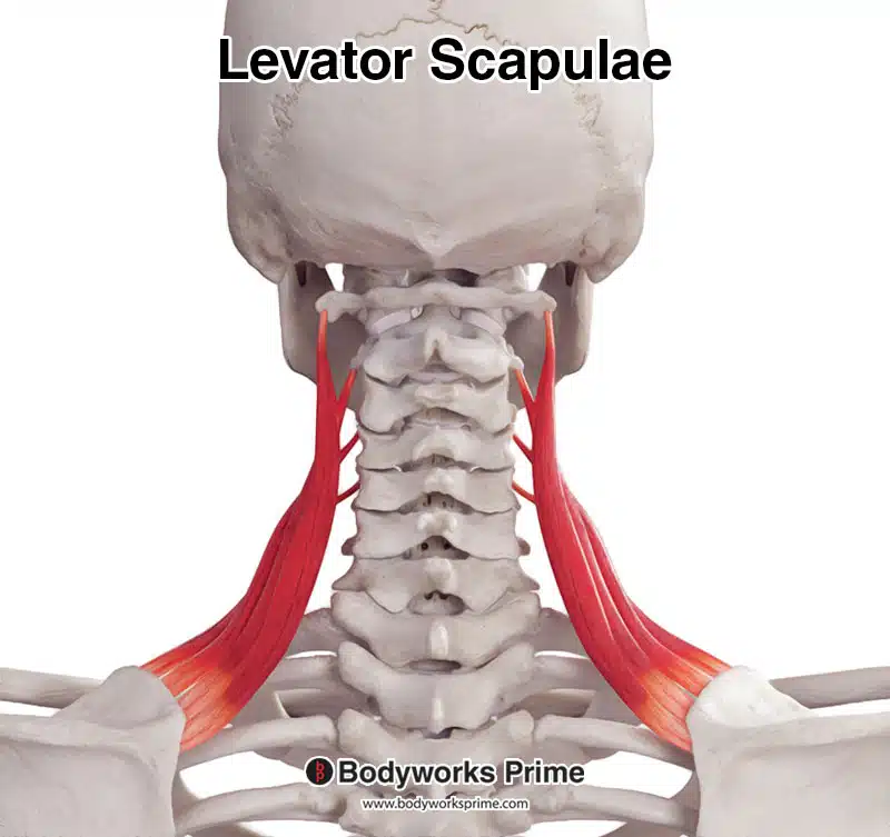 Superior Angle Of Scapula Muscle