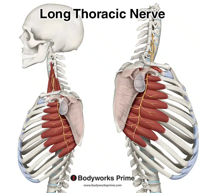 Long Thoracic Nerve Compression