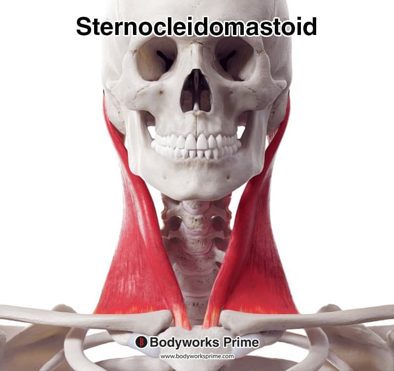 Anatomy Sternocleidomastoid Muscle Muscular System - vrogue.co