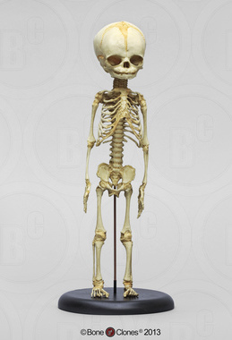 Articulated Human Fetal Skeleton