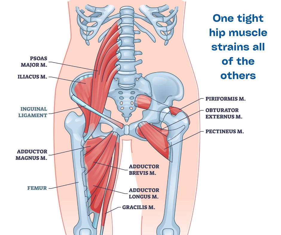 Illustration of hip muscles
