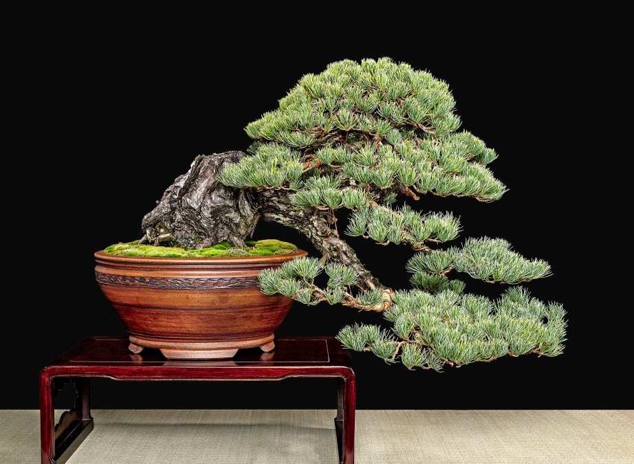 Japanese White Pine