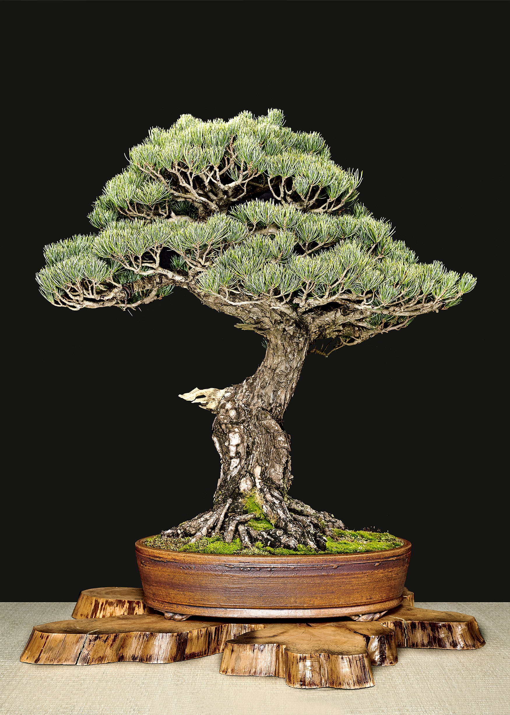 Japanese Black Pine: Pinus thunbergii