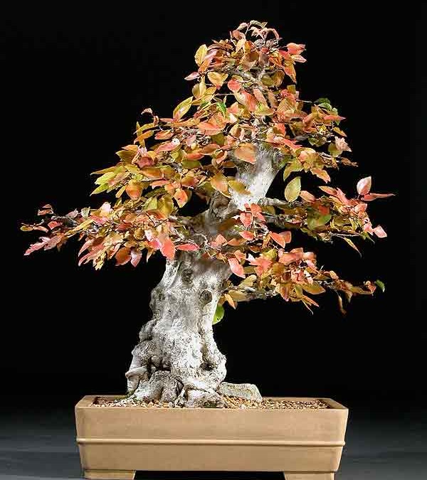 Korean Hornbeam Bonsai