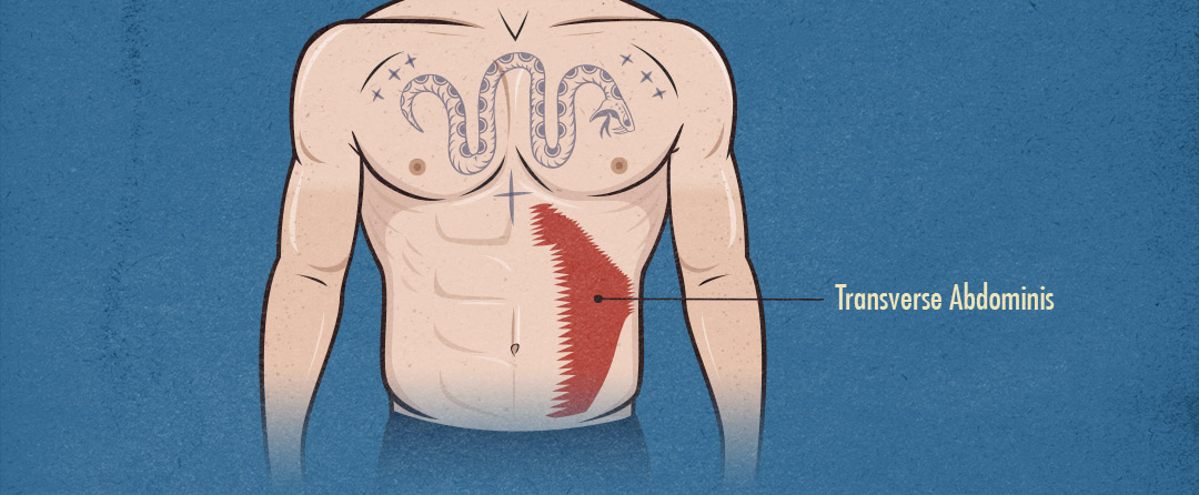 Illustration of the anatomy of the transverse abdominis muscles.