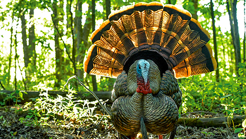 ESSENTIAL TURKEY HUNTING GEAR: A GUIDE FOR THE AVID OUTDOORSMAN ...