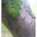 European Mountainash - Sorbus aucuparia - Leaflets and Bark