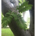 European Mountainash - Sorbus aucuparia - Leaves and Trunks light