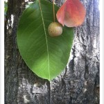 callery pear