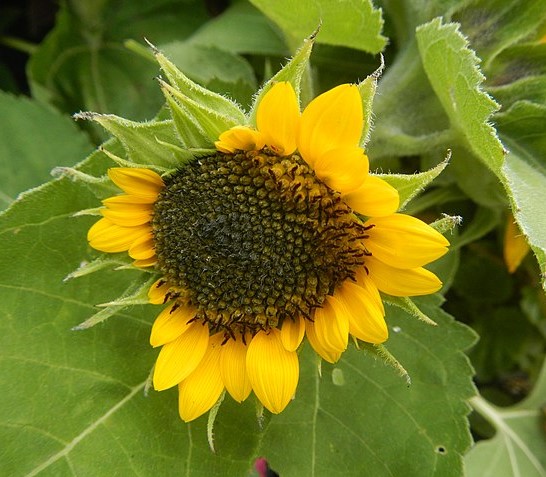 dwarf sunflower