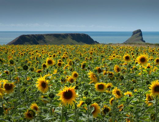 Field of sunflowers.