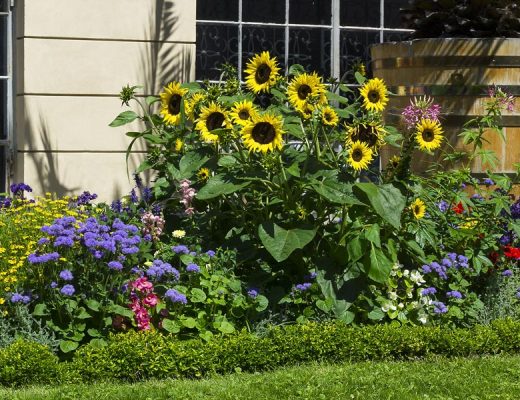 Sunflowers growing out in front of a house.