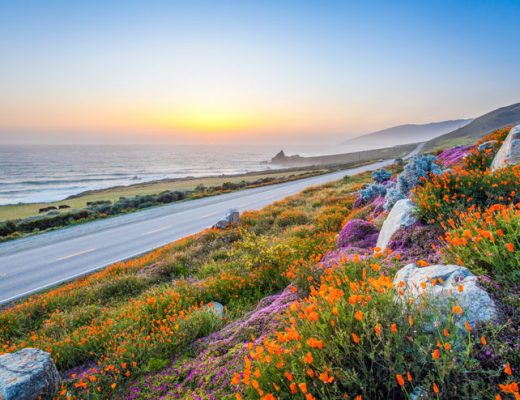 California poppies and purple wildflowers on coastal road next to the Pacific Ocean