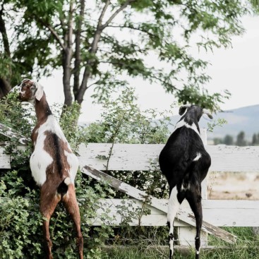 Two goats standing on their hind legs eating leaves from a branch