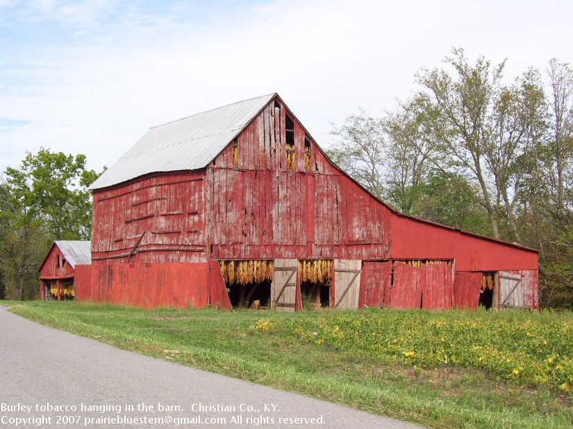 Burley barn