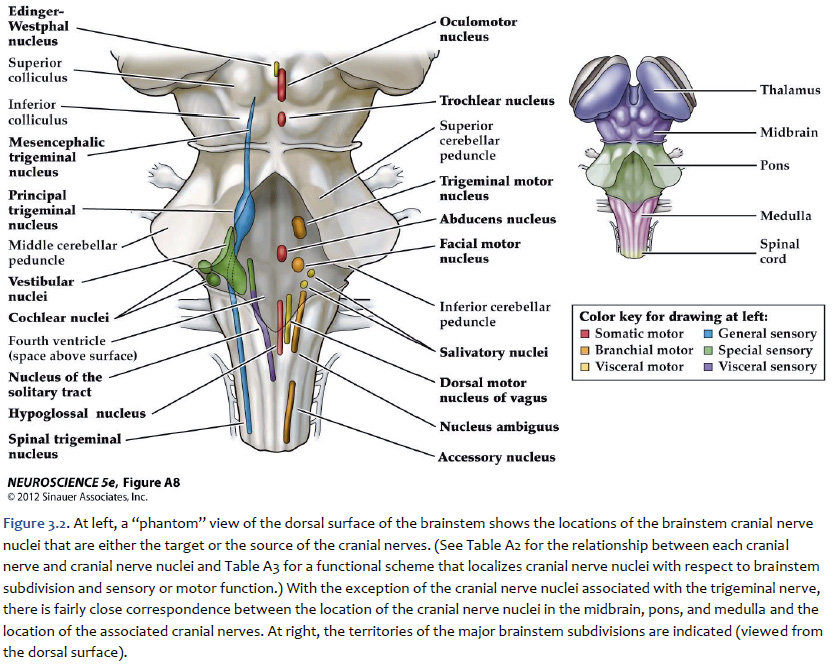 Motor Cranial Nerves