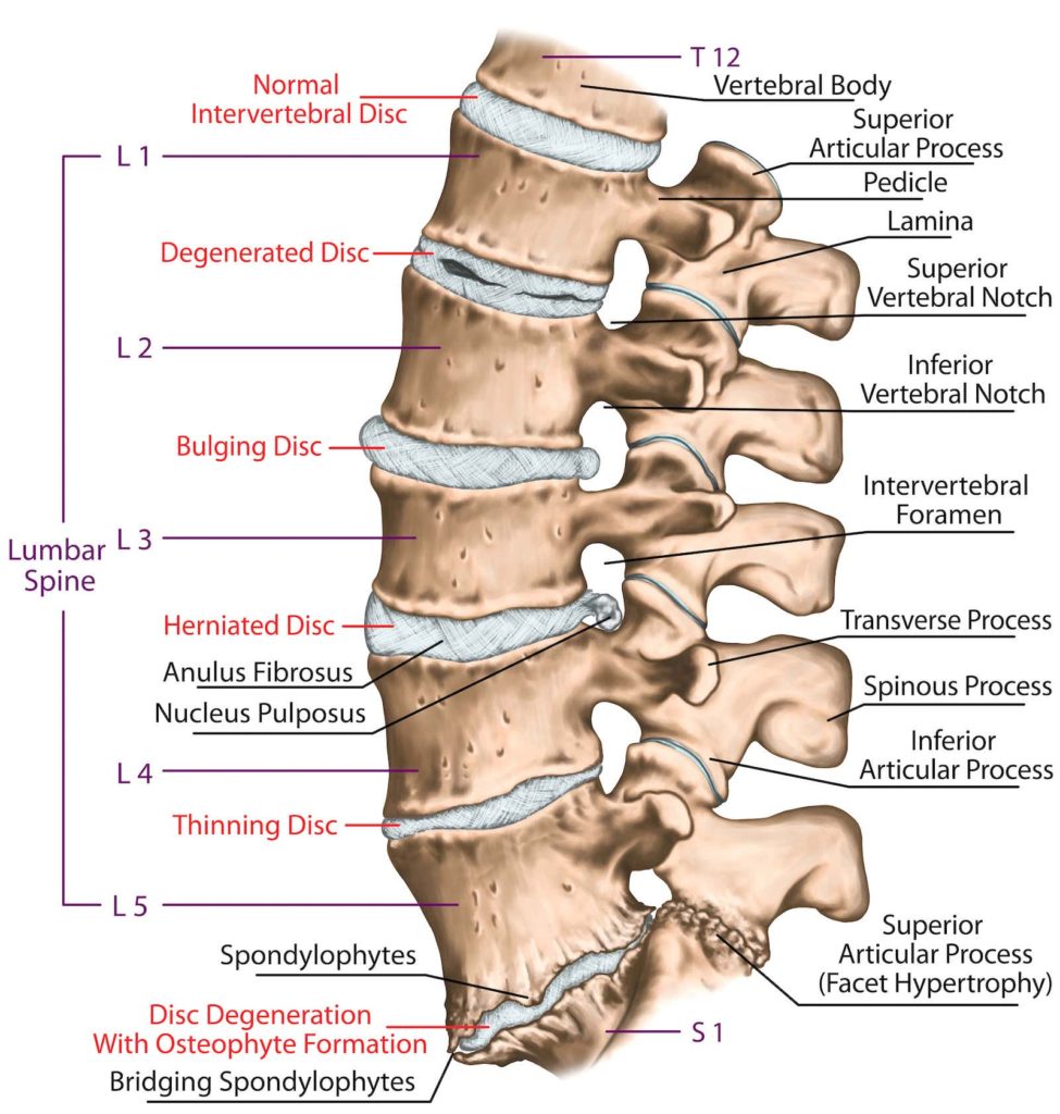 Anatomy of the spine icon