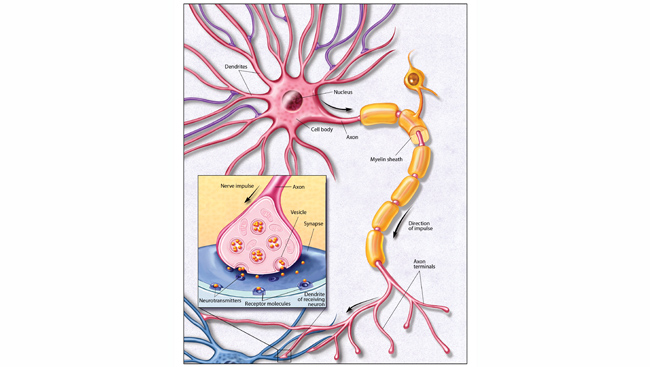 https://brainfacts-uat.brainfacts.org/-/media/Brainfacts2/Brain-Anatomy-and-Function/Anatomy/Article-Images/Neuron-Illustration.jpg