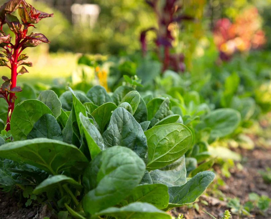 garden fresh vegetables at our Maryland B&B