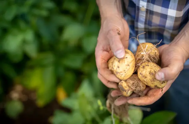 Potatoes in a farmers hand