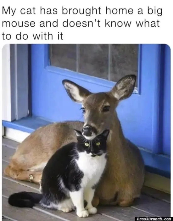 My cat and his deer friend