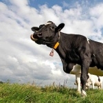 Cow full hd