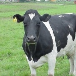 Cow hd photos