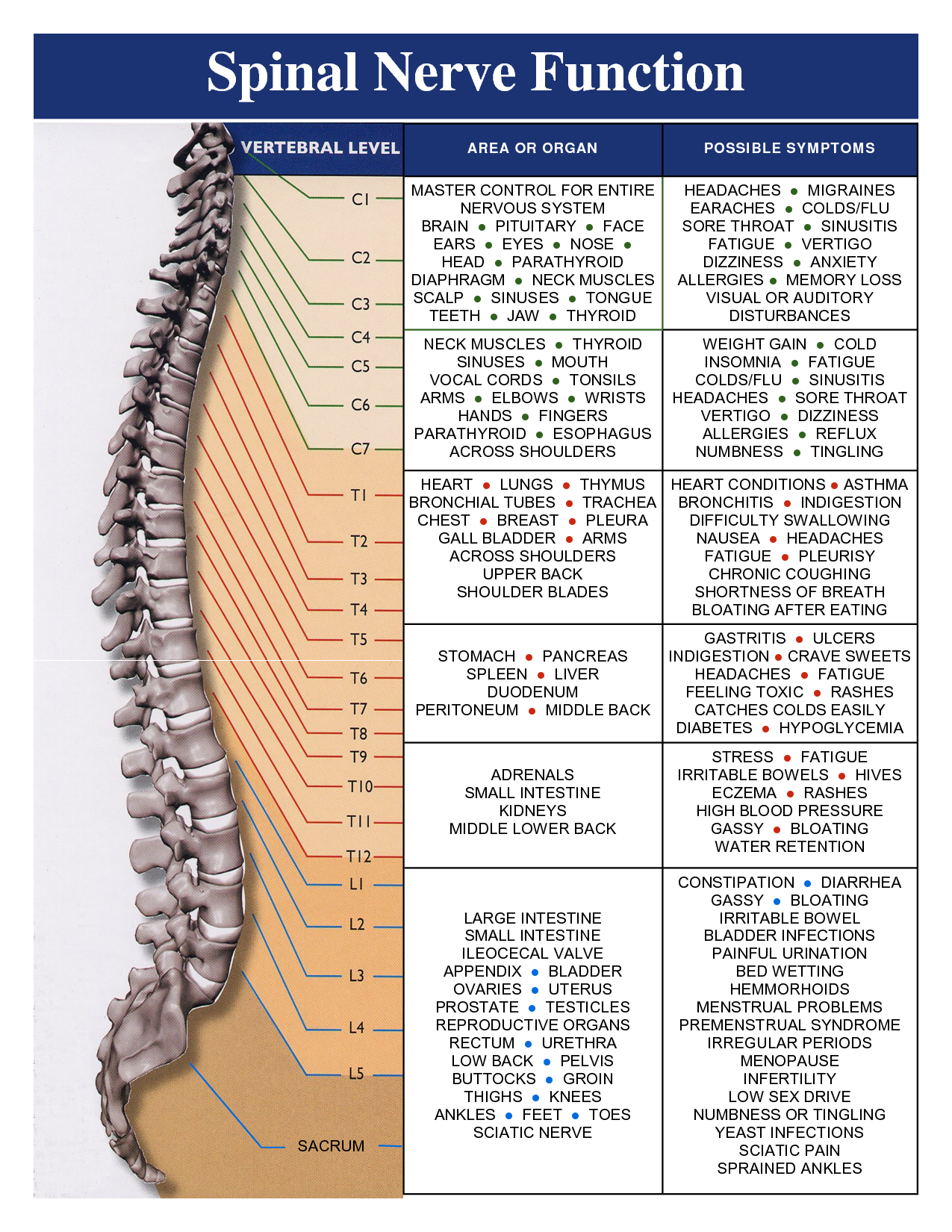 Spinal Nerves Chart