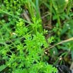 Galium asprellum Leaf