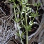 Galium asprellum Habit