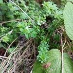 Galium asprellum Flower