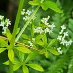 Galium asprellum Flower