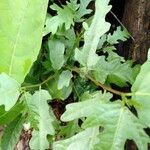 Ficus ulmifolia Leaf