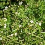 Galium asprellum Flower