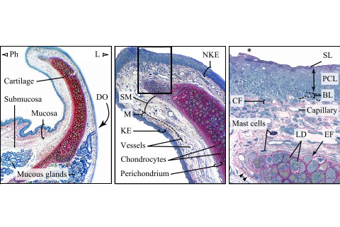 Longitudinal histological section of the epiglottis · Atlas of Animal ...