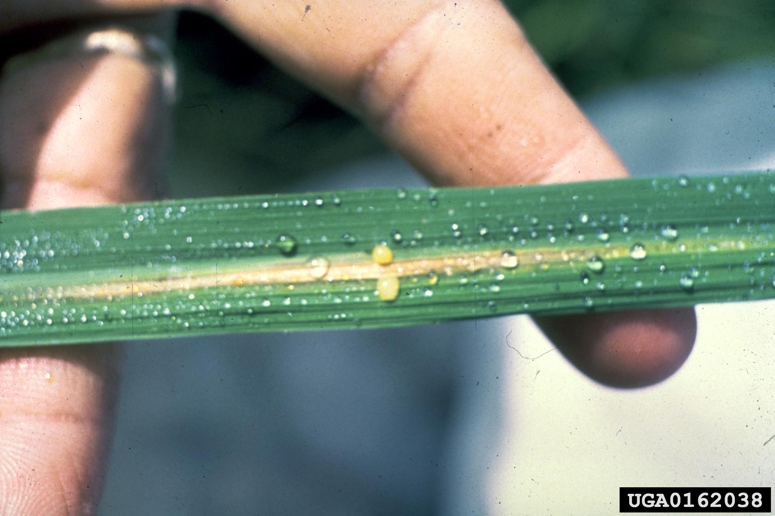 bacterial leaf blight of rice (Xanthomonas oryzae pv. oryzae)