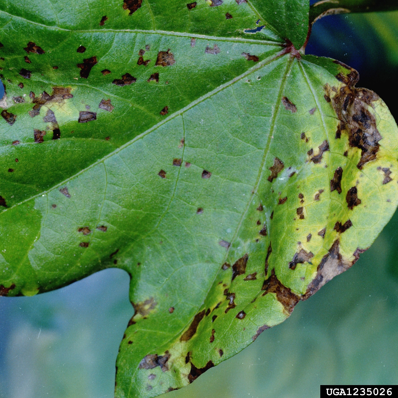 angular leaf spot of cotton (Xanthomonas citri ssp. malvacearum) on ...