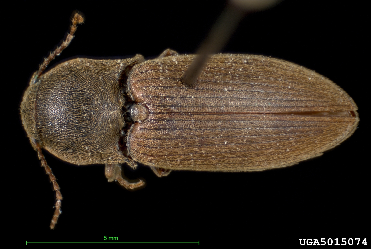 dusky wireworm beetle (Agriotes obscurus)