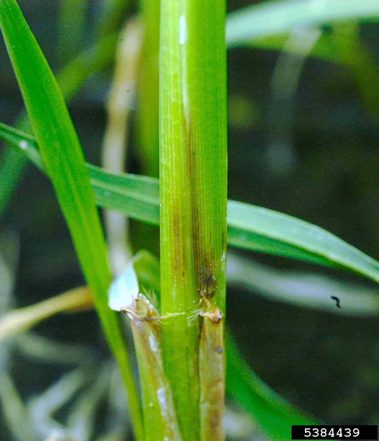 panicle rice mite (Steneotarsonemus spinki)