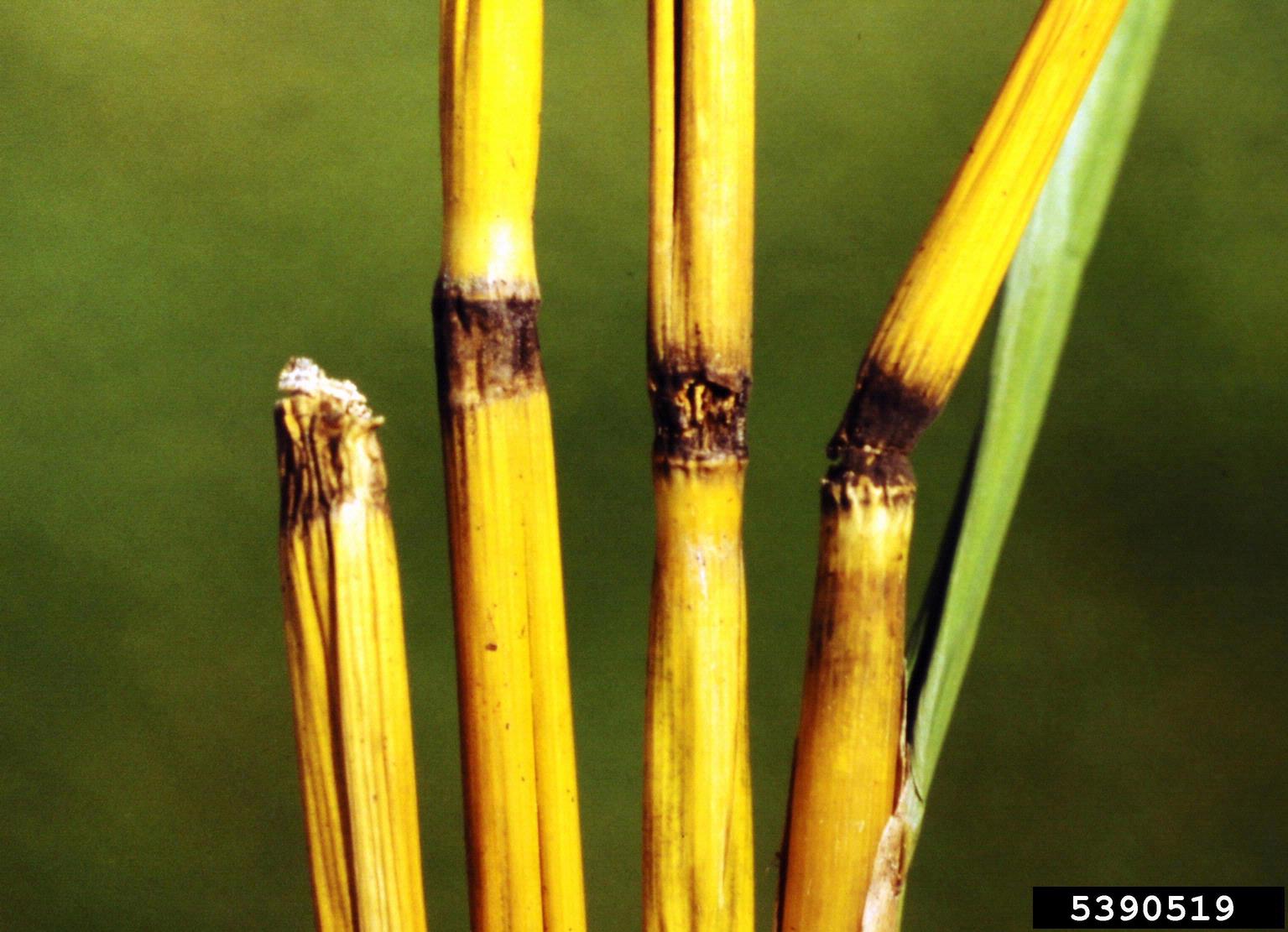 gray leaf spot (Magnaporthe grisea)