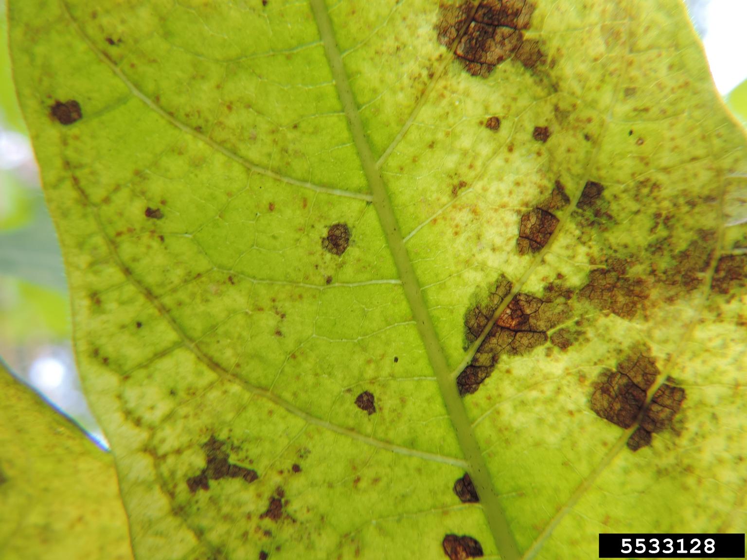 mite (Aculops ailanthi) image.