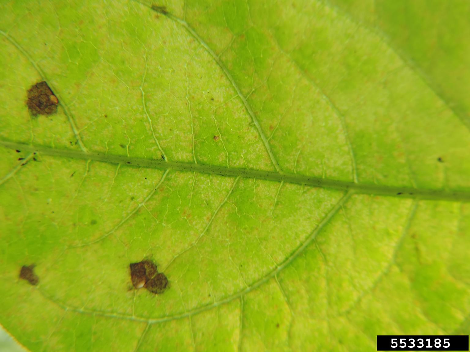 mite (Aculops ailanthi)